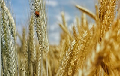 Україна наростила експорт зерна: яка культура лідирує